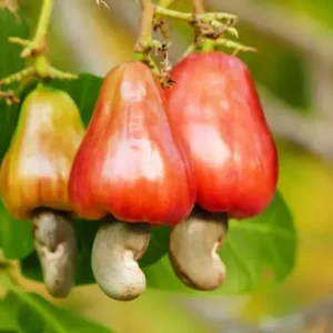 Cashew
