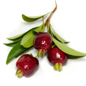 Cherry of the Rio Grande