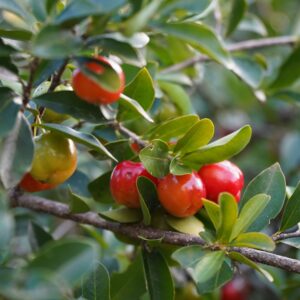 Barbados Cherry