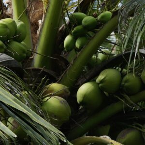 Coconut